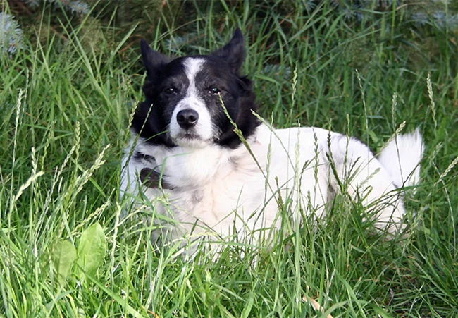 Floppy – Spitz-Münsterländer-Mischling