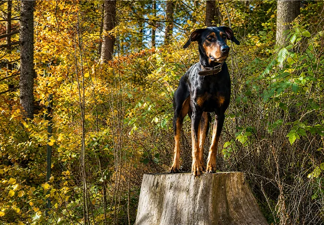 Gieni – Dobermann