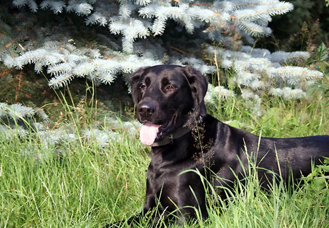 Kyra – Neufundländer-Dobermann-Mischling