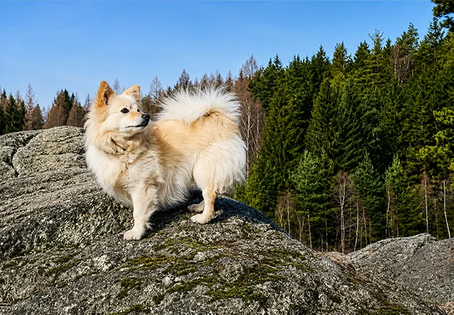 Stella – Kleinspitz